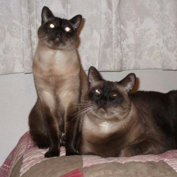 3siamesecats